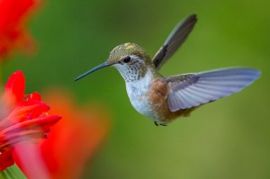 shutterstock_108485633